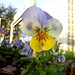 Pansy Lyons Photo 2