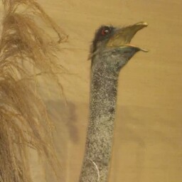 Thaddeus Robinson Photo 3