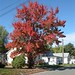 Carol Kerr Photo 31