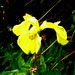 Frances Sharp Photo 31