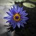 Lily Jou Photo 8