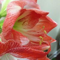 Jinghua Zhang Photo 17