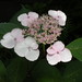 Brenda Boyd Photo 16