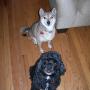 Susan Levine Photo 28