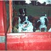 Rex Short Photo 21