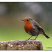Robin Post Photo 29