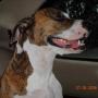 Jill Talley Photo 8