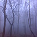 Dawn Middleton Photo 14