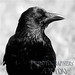 Nicholas Crow Photo 12