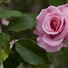 Rose Houston Photo 25