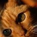 Ginger Snyder Photo 12