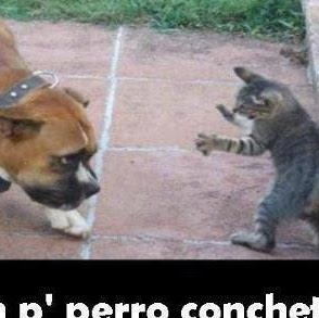 Ronald Paredes Photo 22