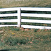 Everett White Photo 13