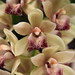 Annie Green Photo 14