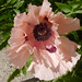 Deborah Peach Photo 12