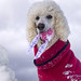 Holly Way Photo 13