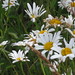 Susan Samson Photo 19