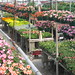 Spring Tuttle Photo 1