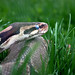 Gerald Thomas Photo 34