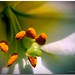 Ernest Flores Photo 15