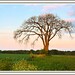 Donna Meadows Photo 19