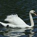 Swan Crisp Photo 7
