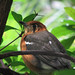 Elizabeth Thrush Photo 12
