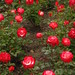 Rose Clark Photo 19