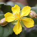 Mai Vang Photo 20