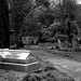 William Frame Photo 38