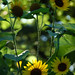 Susan Withrow Photo 16