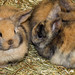 Charlie Park Photo 16