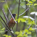 Robin Mcmillan Photo 6