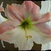 Jennifer Shear Photo 15