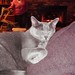 Louis Doss Photo 14