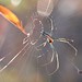 Amber Weaver Photo 39