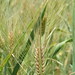 Jamie Wheat Photo 11