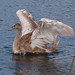 Alan Milne Photo 22