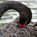 Catherine Swan Photo 17