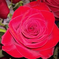 Debbie Busse Photo 3