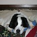 Dale Hurt Photo 29