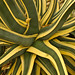 Ann Plant Photo 2