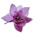 Ruby Cherry Photo 11