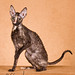 James Sires Photo 10