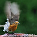 Robin Fix Photo 17