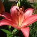 Teresa Flowers Photo 23