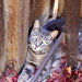 Tracy Benson Photo 39