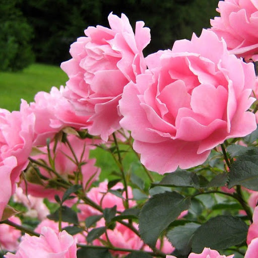 Rosa Granados Photo 12