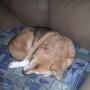 Debbie Browning Photo 32