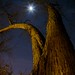 Thomas Maher Photo 53